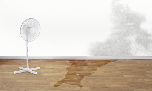 Best Professional water damage repair  in Scottdale, PA
